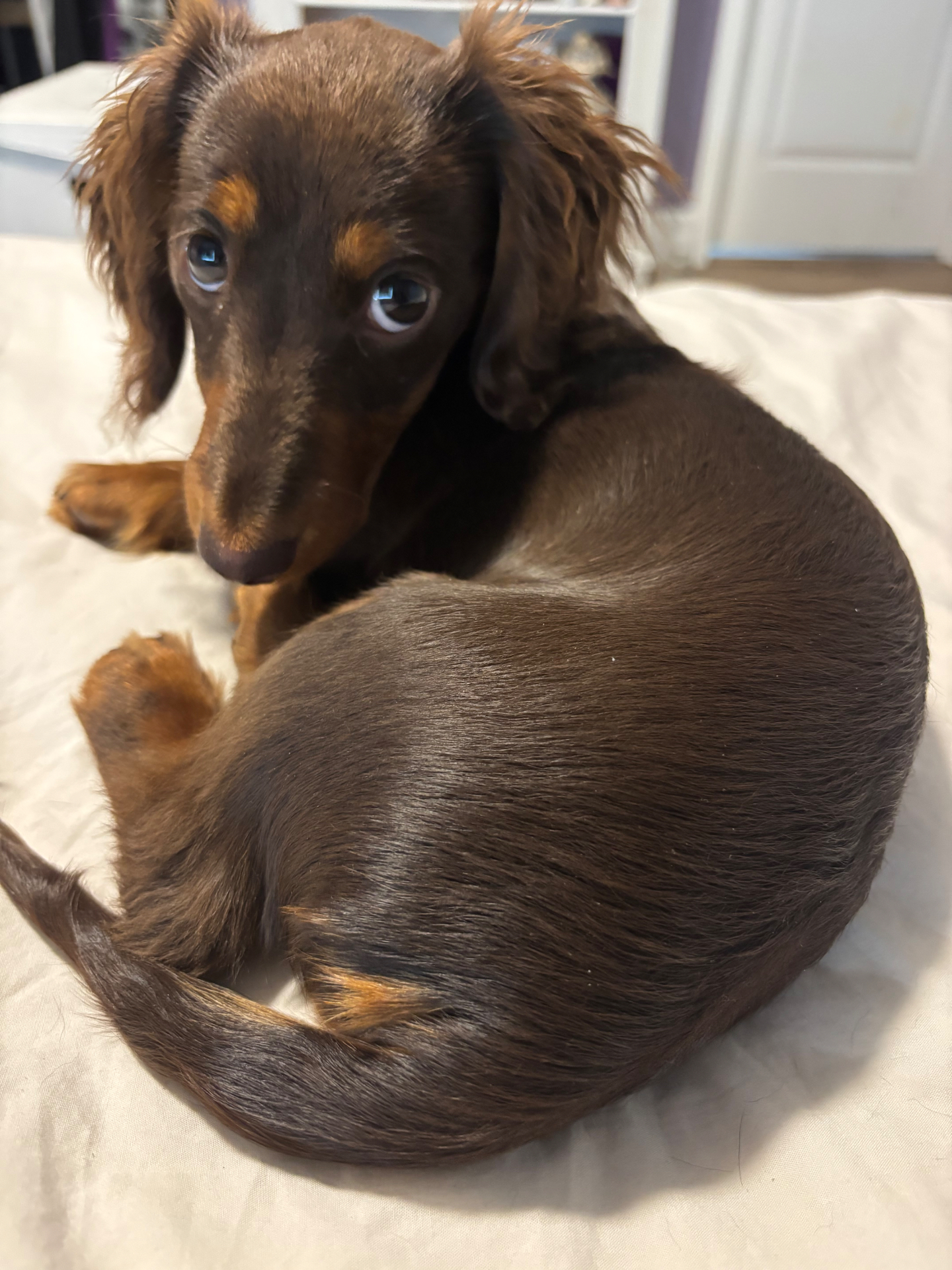 Shy dachshund curled up, looking over its shoulder