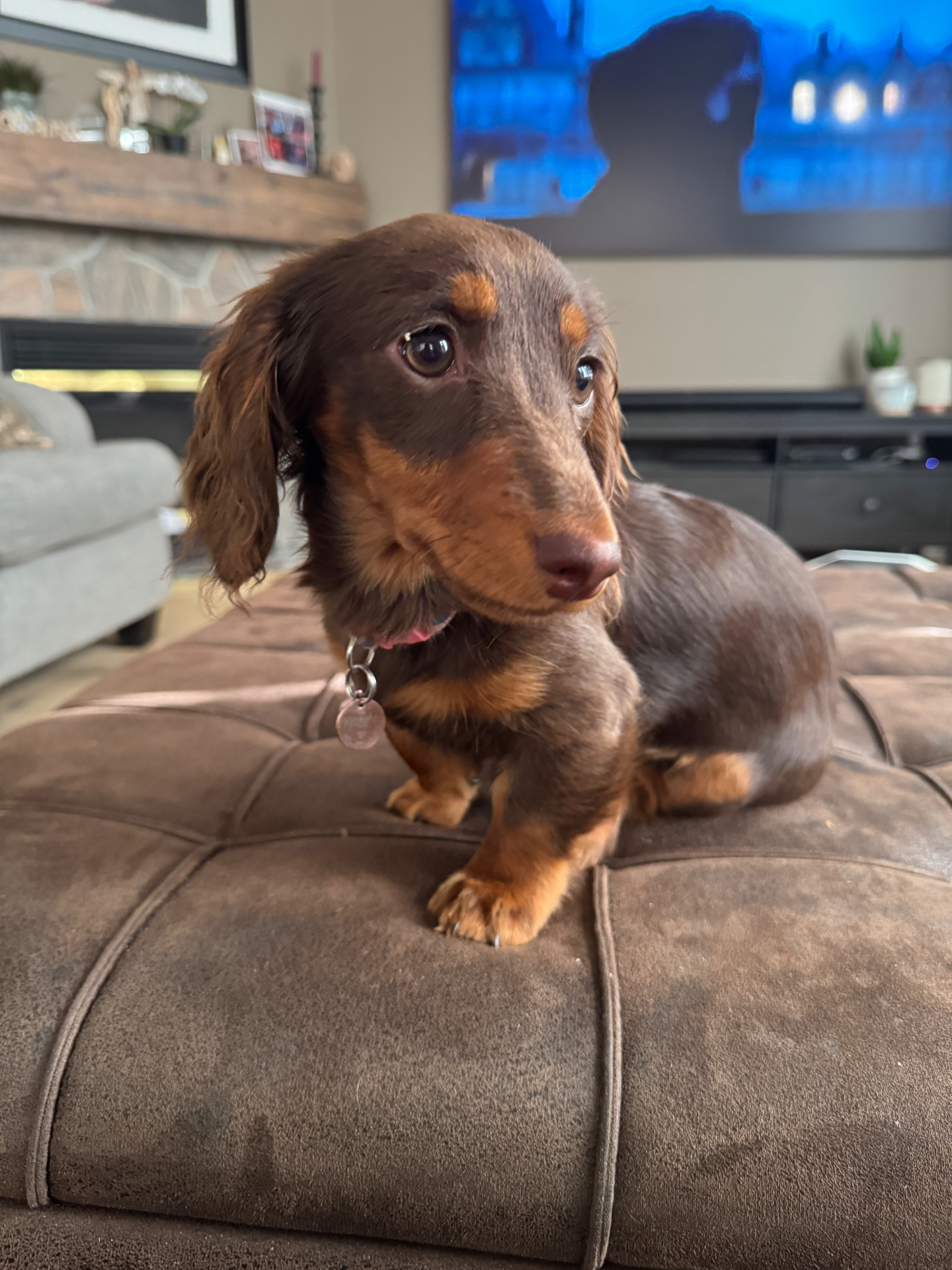 Chocolate dachshund puppy looking up sweetly