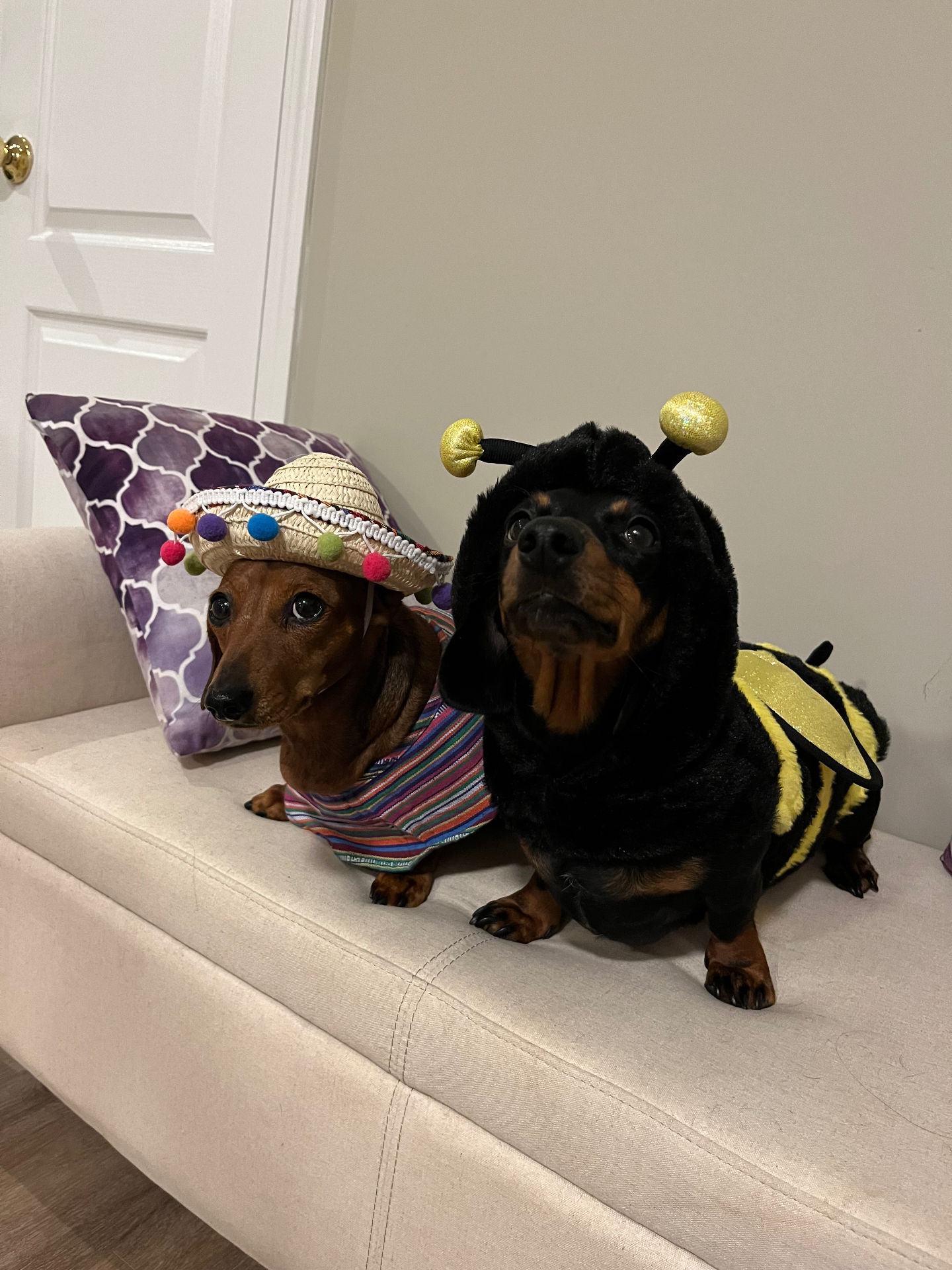 Two dachshunds dressed in costumes