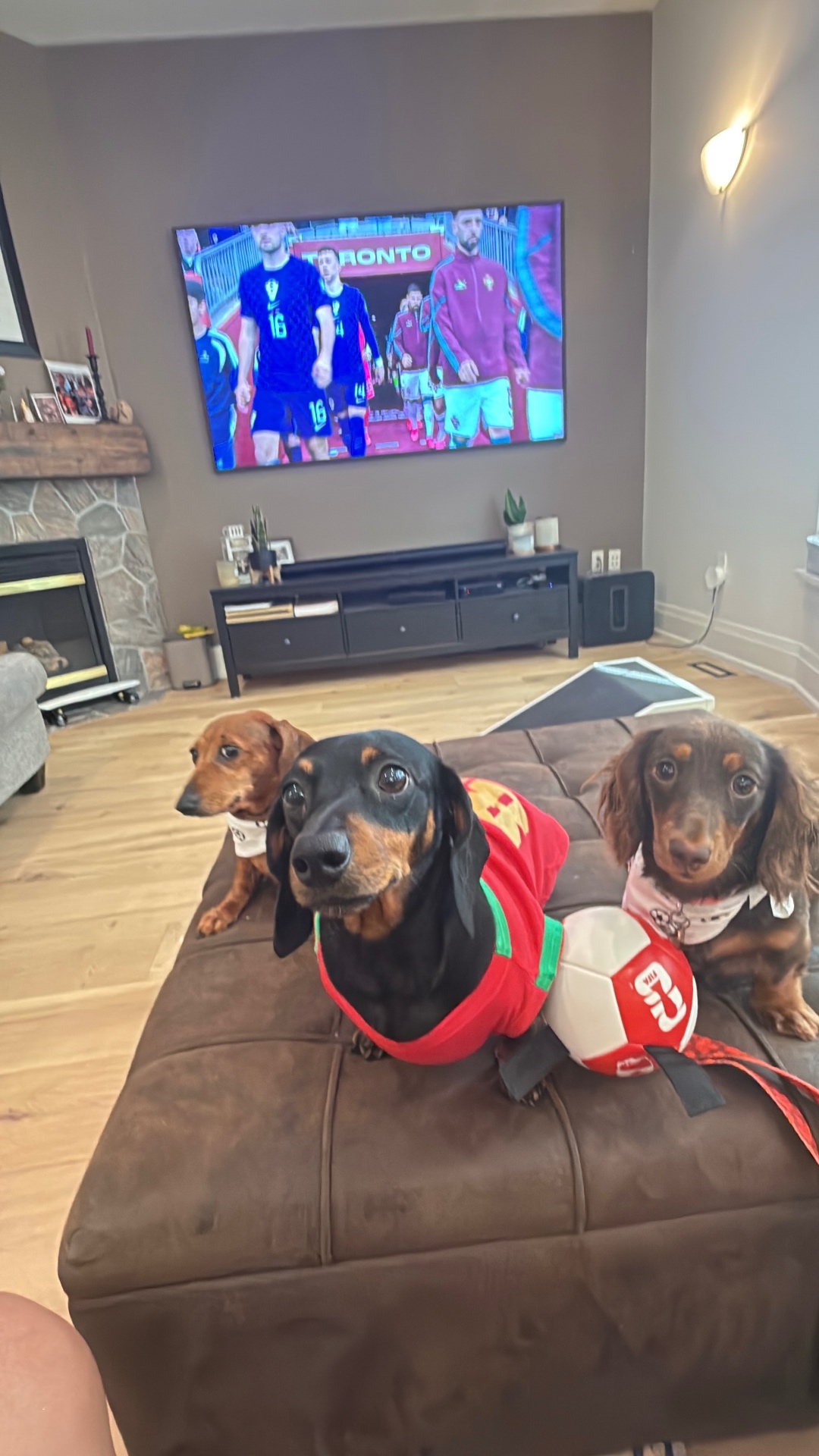 Three dachshunds sitting together