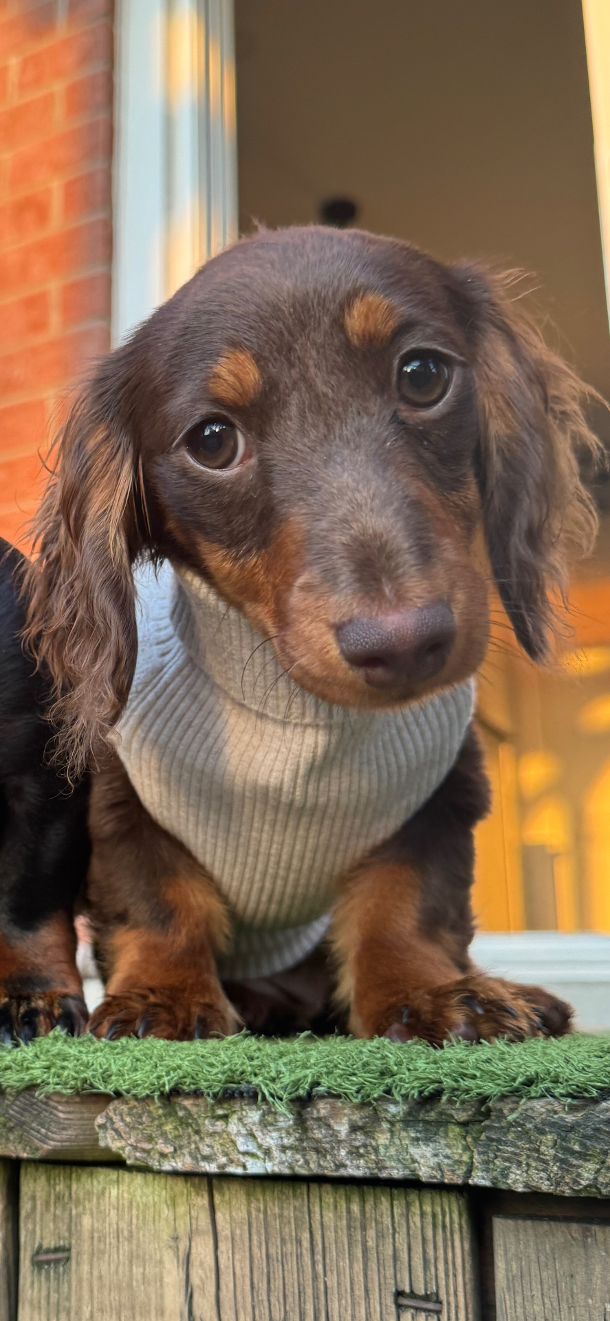 Long-haired dachshund in a cream sweater